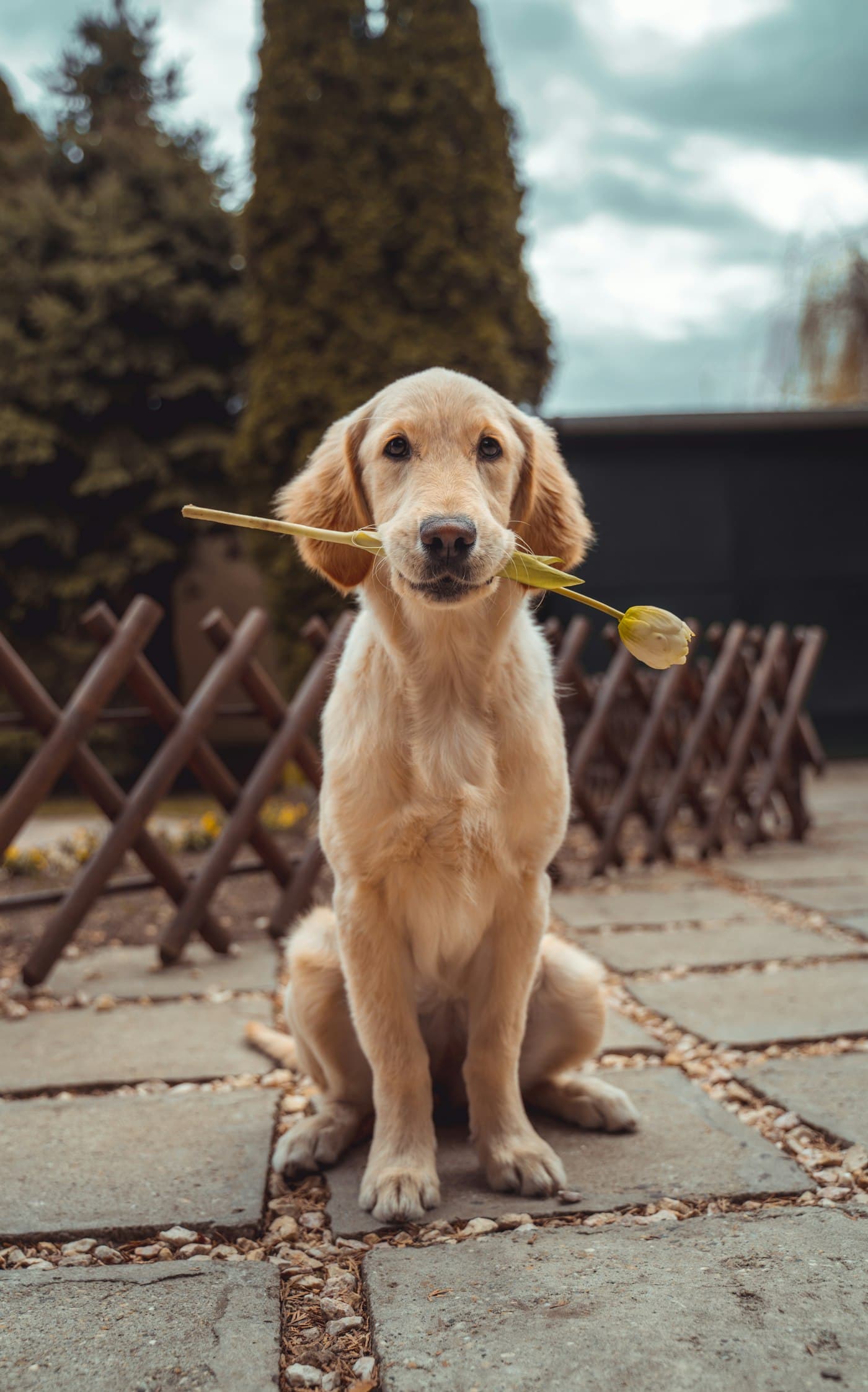 A golden retriever gently holding a tulip